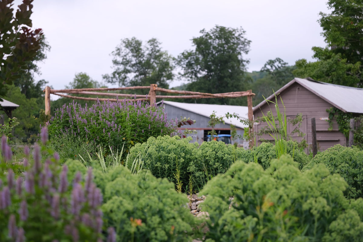 Agastache foeniculum anise hyssop in garden with Sedum &