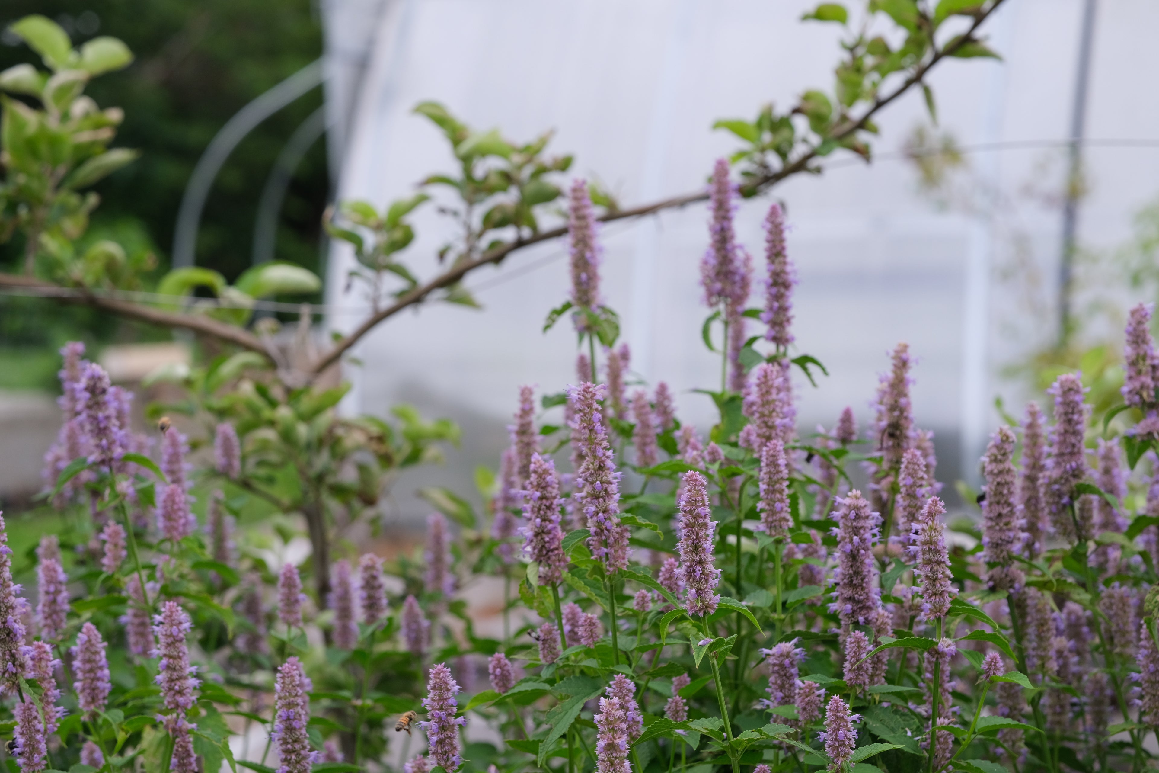 Agastache foeniculum at The Old Dairy Nursery with pear espalier in the background
