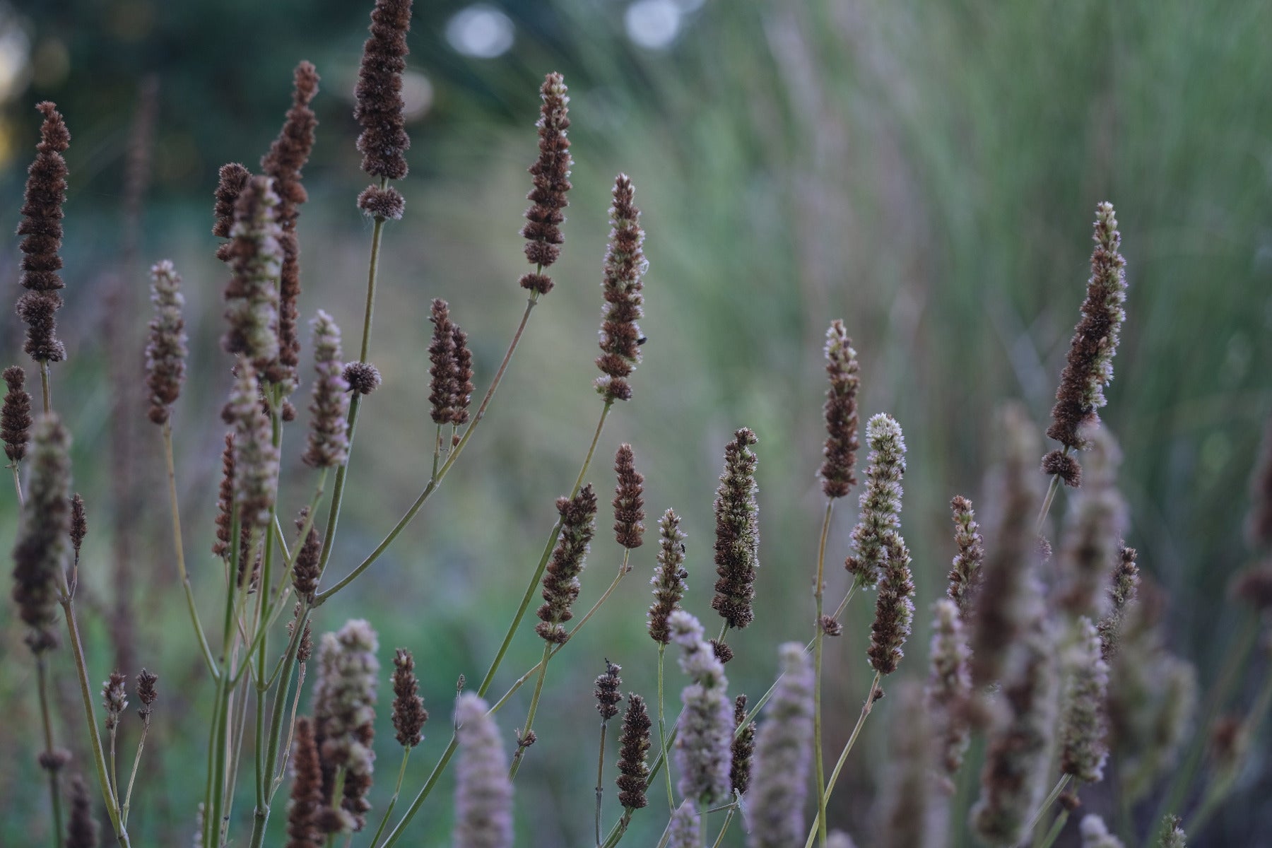 Agastache foeniculum dried seedheads in the garden