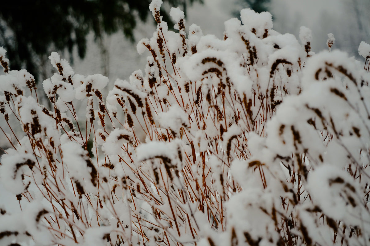 Agastache foeniculum dried seedheads in snow at The Old Dairy Nursery