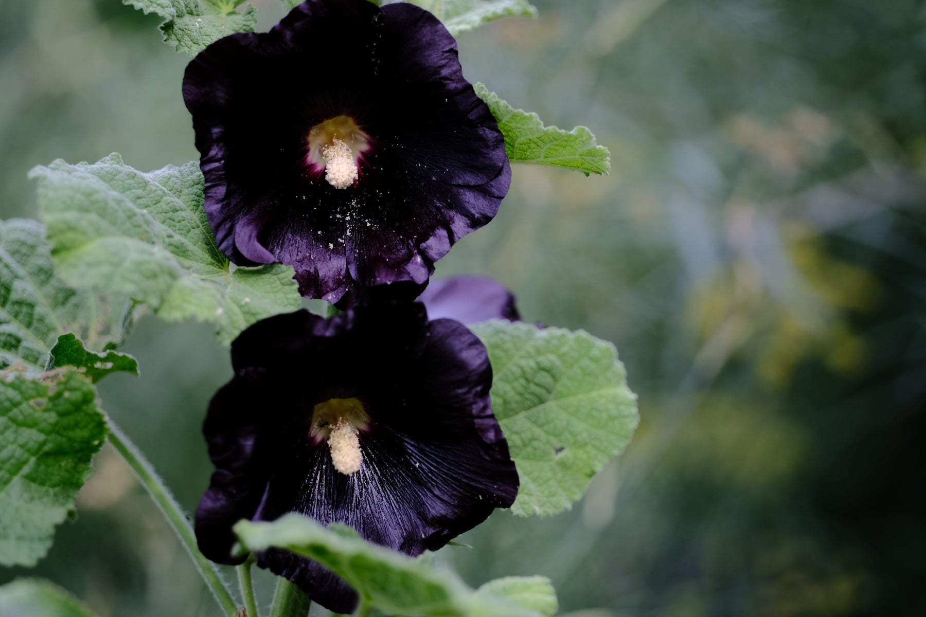 Photo of Alcea rosea var nigra dark blooms against green foliage