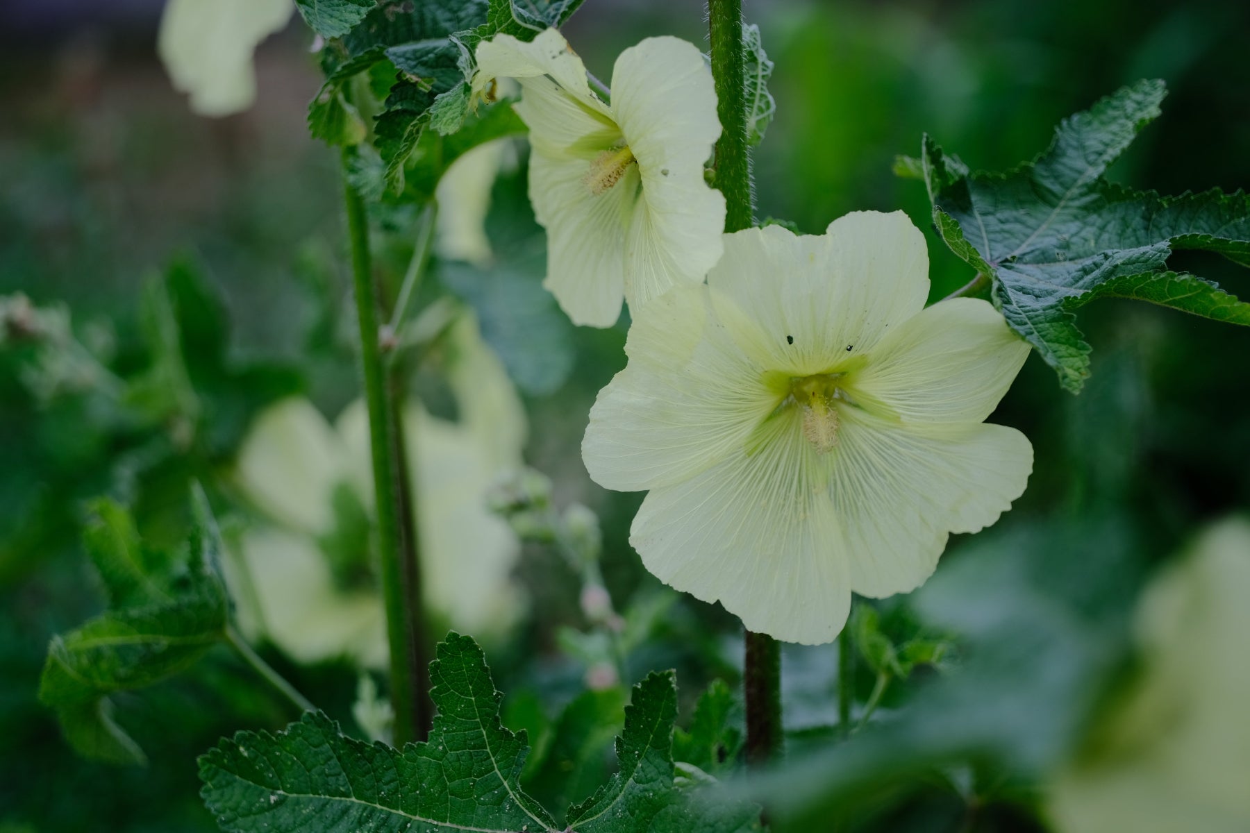 Alcea rugosa (Russian hollyhock)
