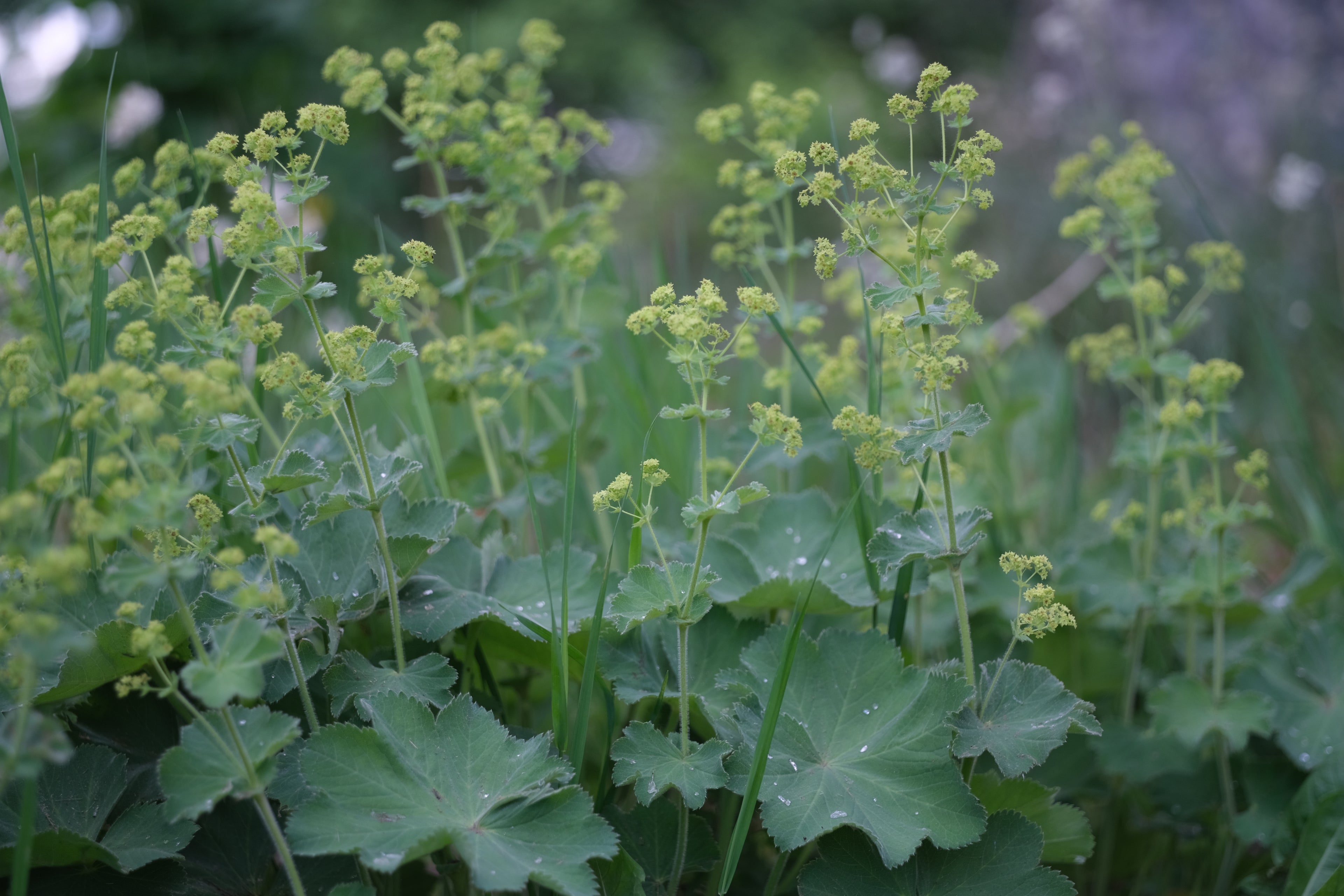 Green Alchemilla mollis, commonly known as lady&