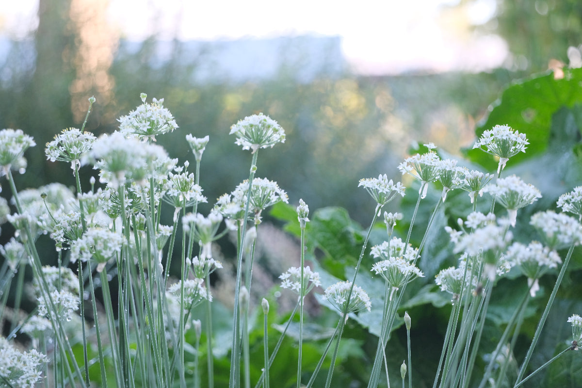 allium tuberosum garlic chive flowers