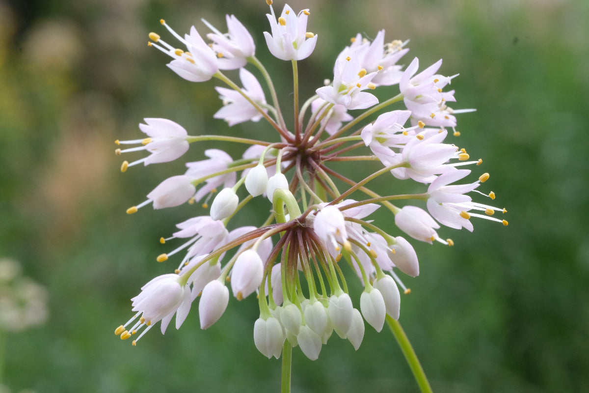 Allium cernuum (nodding onion) white flower