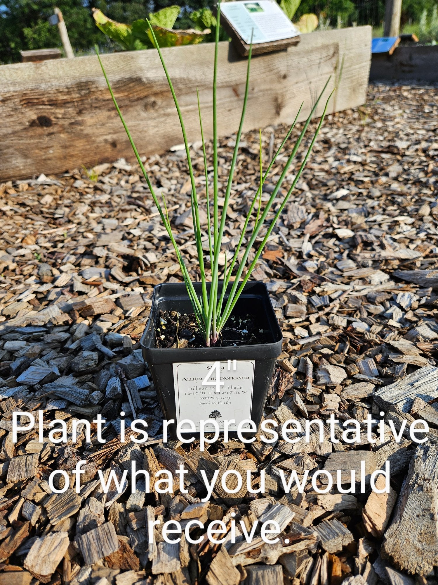Allium schoenoprasum The Old Dairy 4" sale size