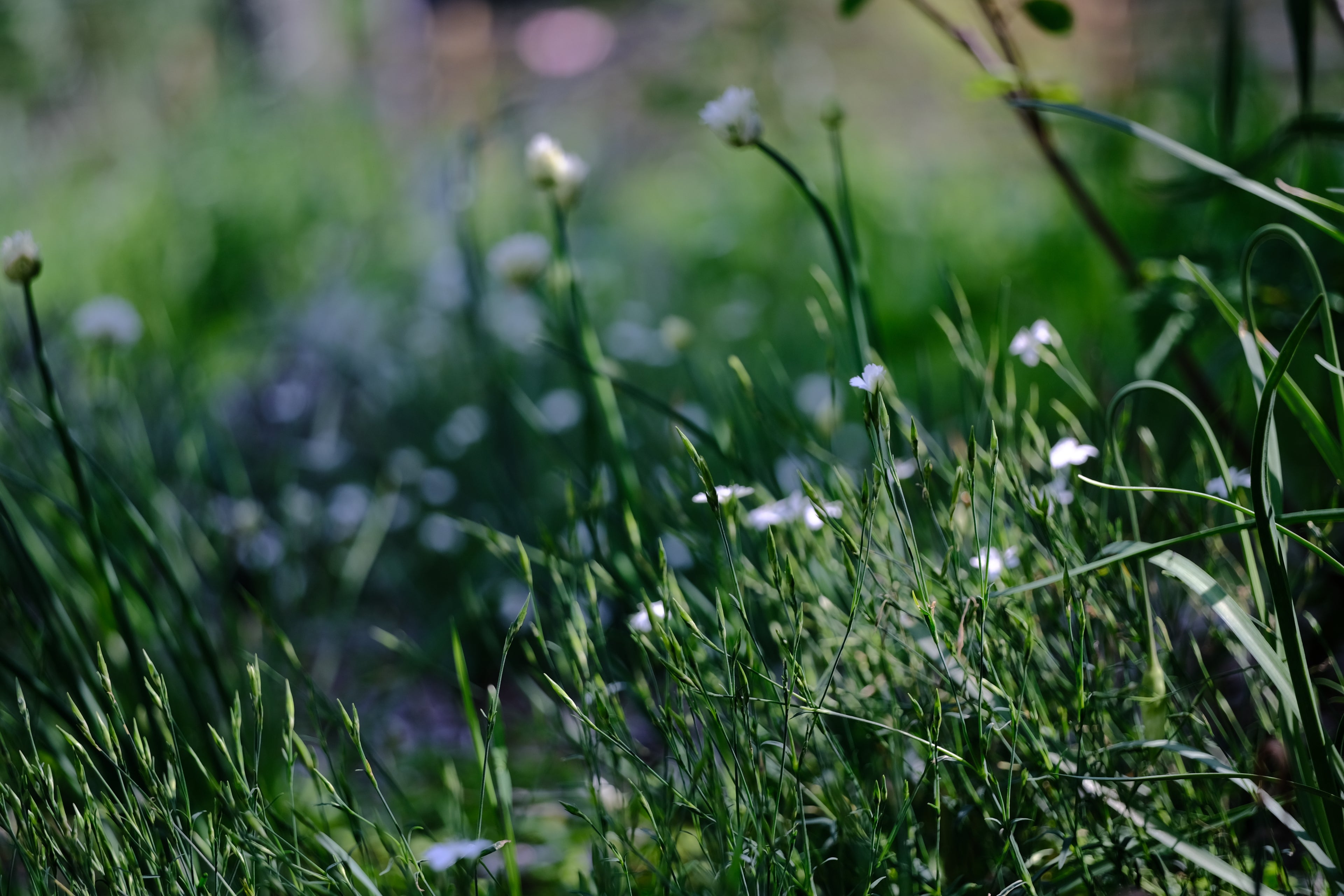 Dianthus deltoides 'Albus' in the garden