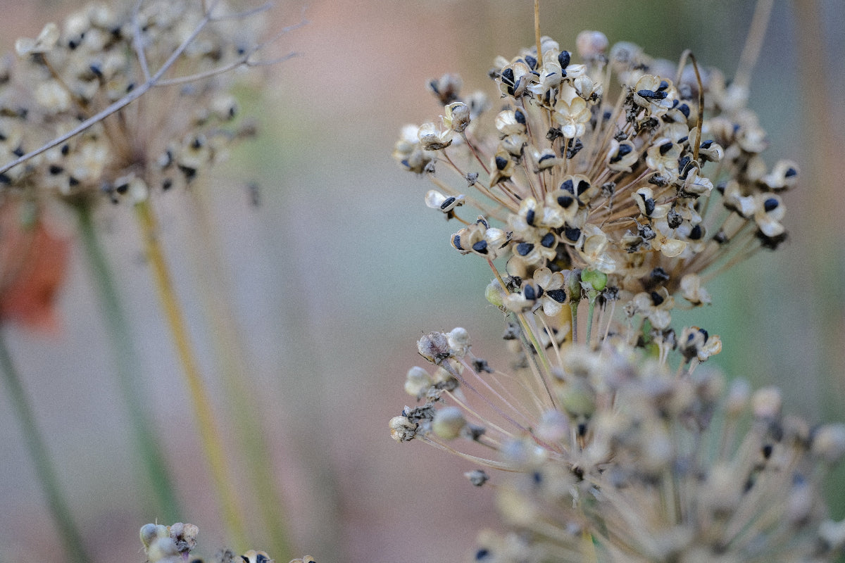Allium tuberosum seedheads at The Old Dairy Nursery