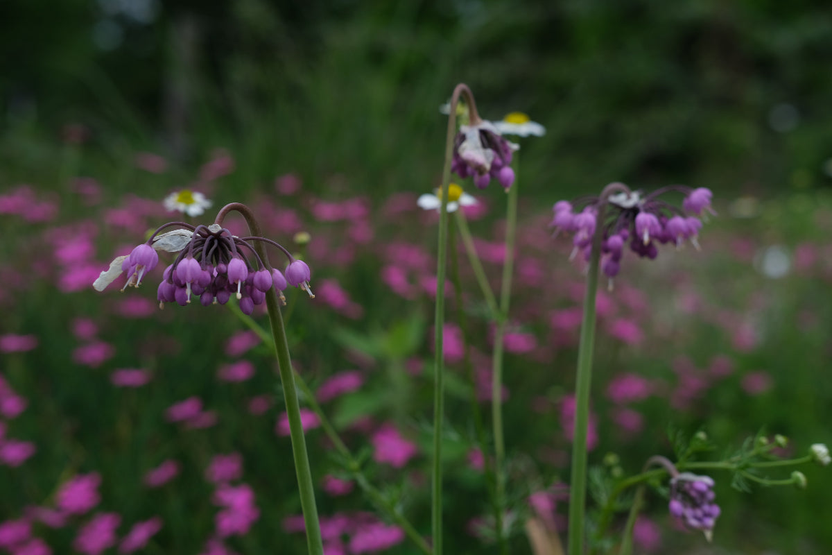 Allium cernuum (nodding onion) pink blooms in the garden