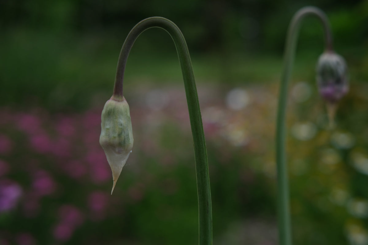 Allium cernuum (nodding onion) green bud