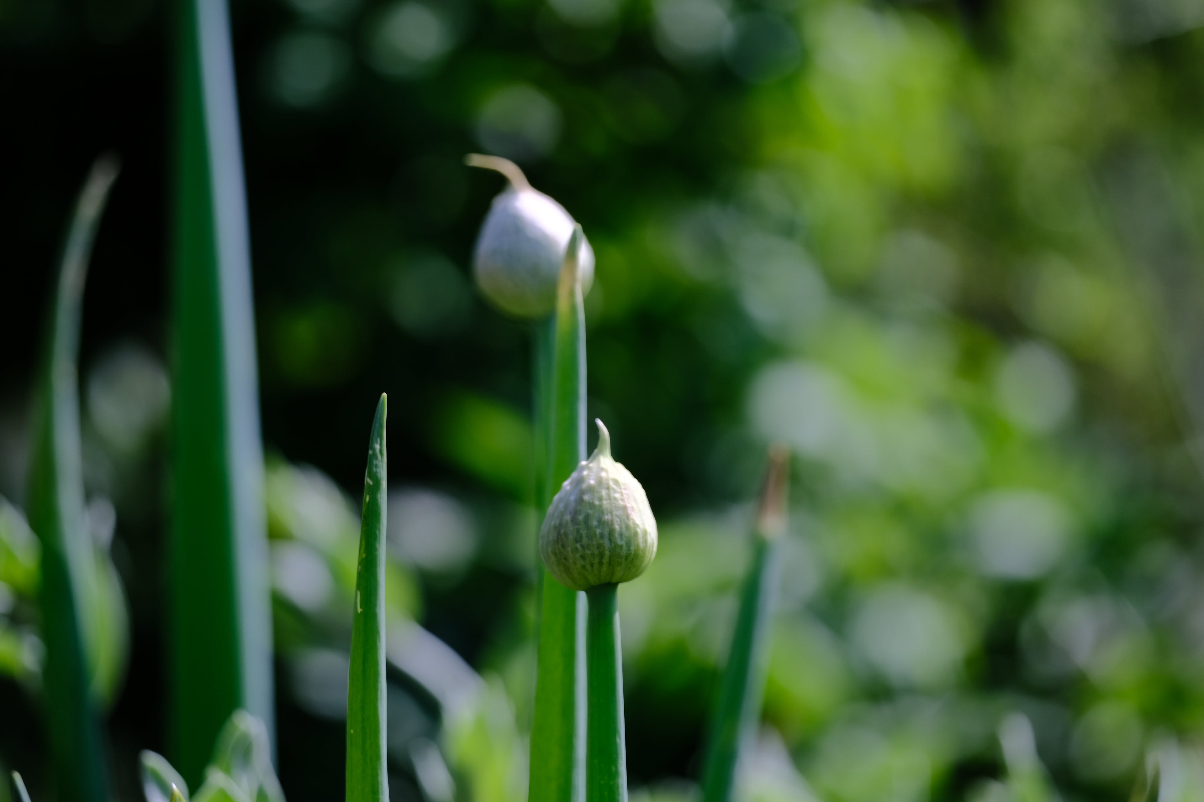 Allium fistulosum | welsh onion
