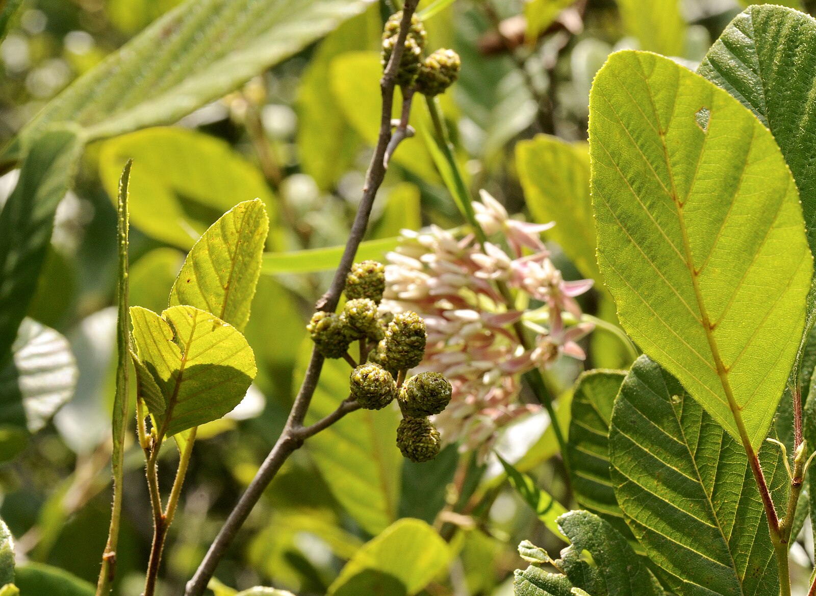 Close-up of green Alnus serrulata, commonly known as smooth alder, leaves and small flowers with a blurred natural background