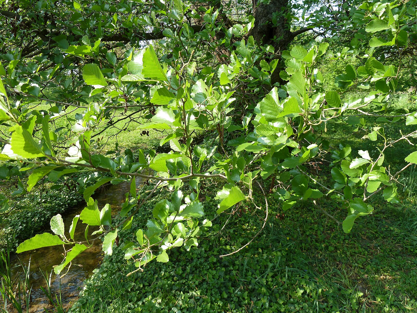 Alnus serrulata, commonly known as smooth alder, tree with green leaves and branches in a natural setting