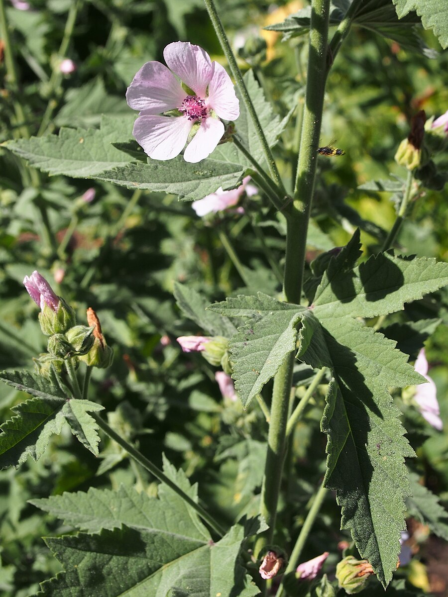 Althaea armeniaca | Russian mallow
