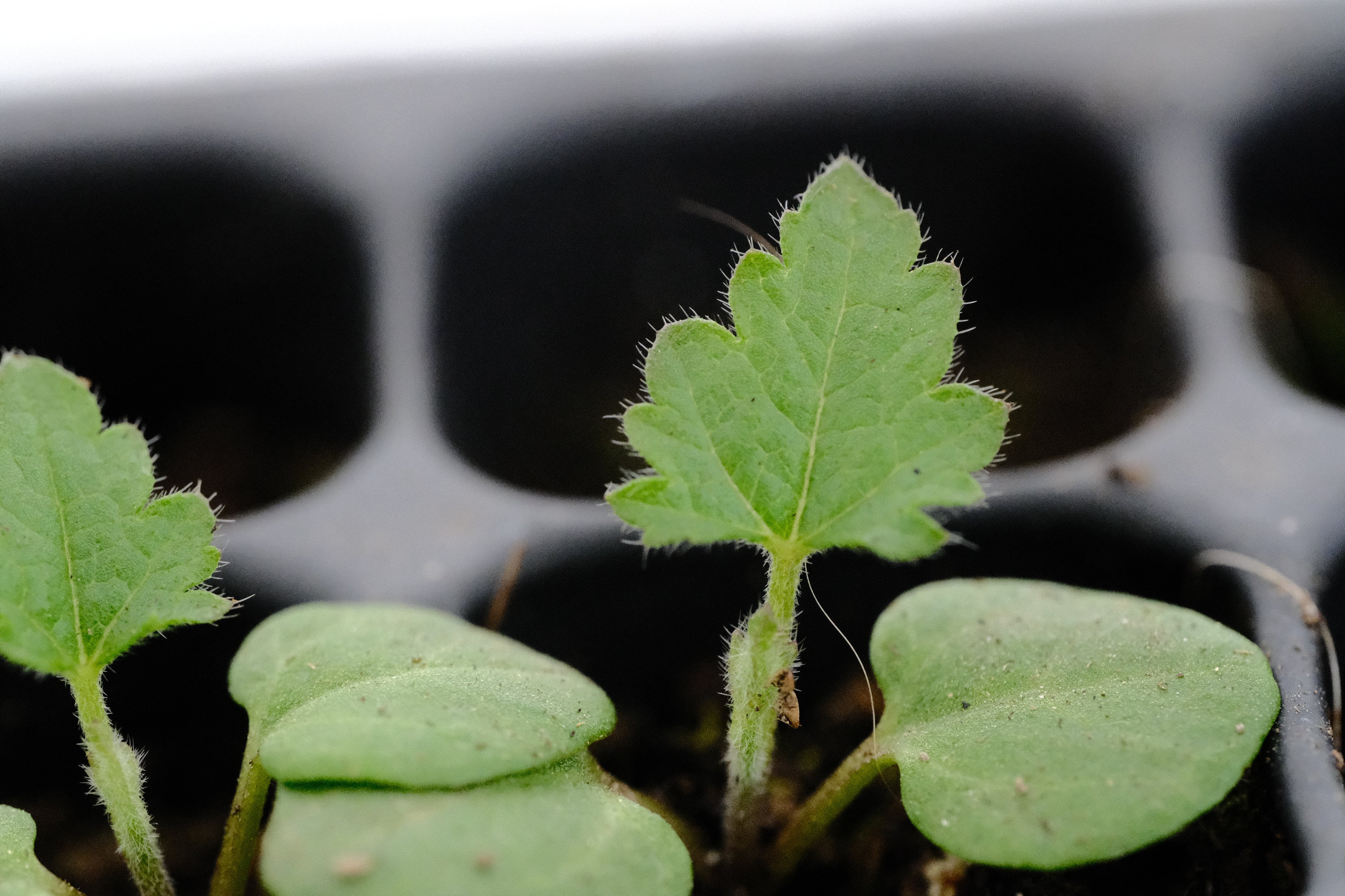 Althaea cannabina seedling at The Old Dairy Nursery