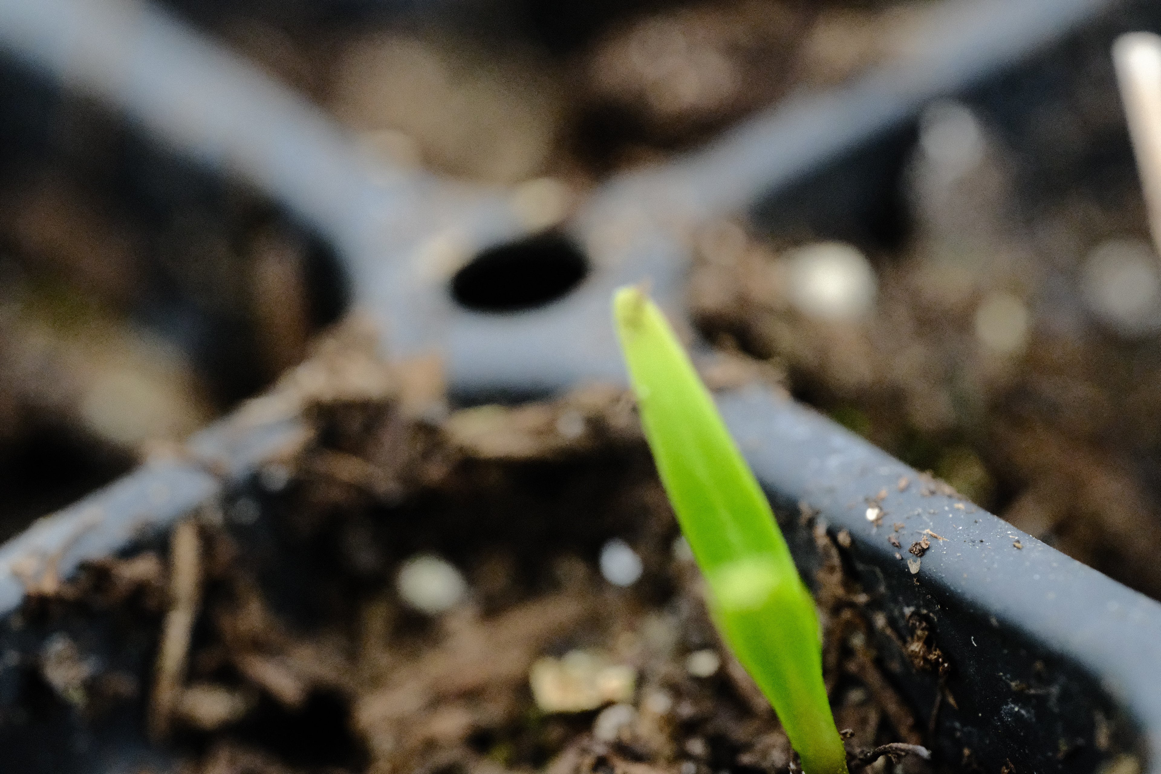 Amsonia illustris seedling at The Old Dairy Nursery