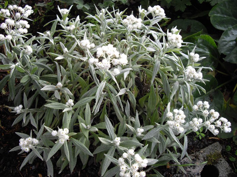 Anaphalis triplinervis in bloom