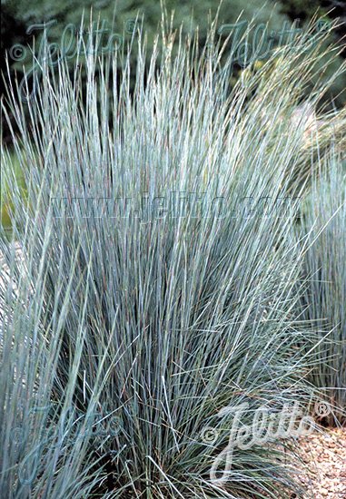 Andropogon scoparius &