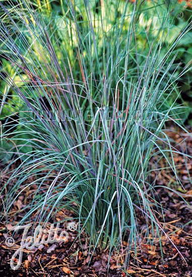 Andropogon scoparius &