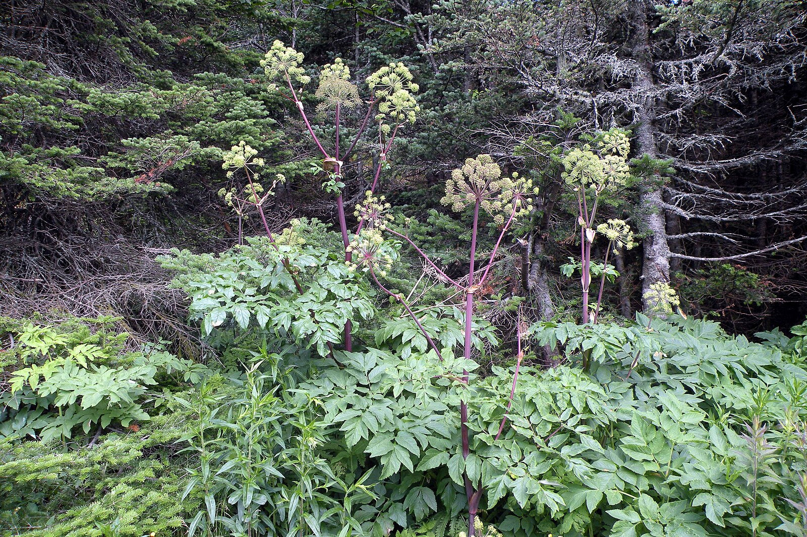 A photograph showing angelica atropurpurea plants with purple stems and green foliage set against a backdrop of lush greenery.