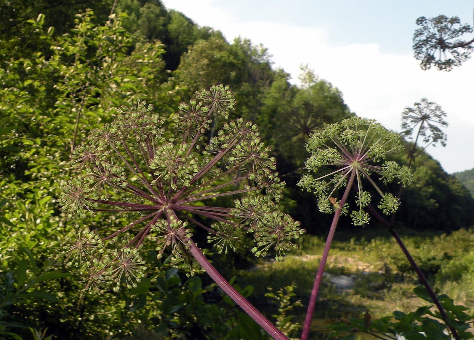A photograph showing two angelica atropurpurea plants with purple stems and green foliage set against a backdrop of lush greenery.