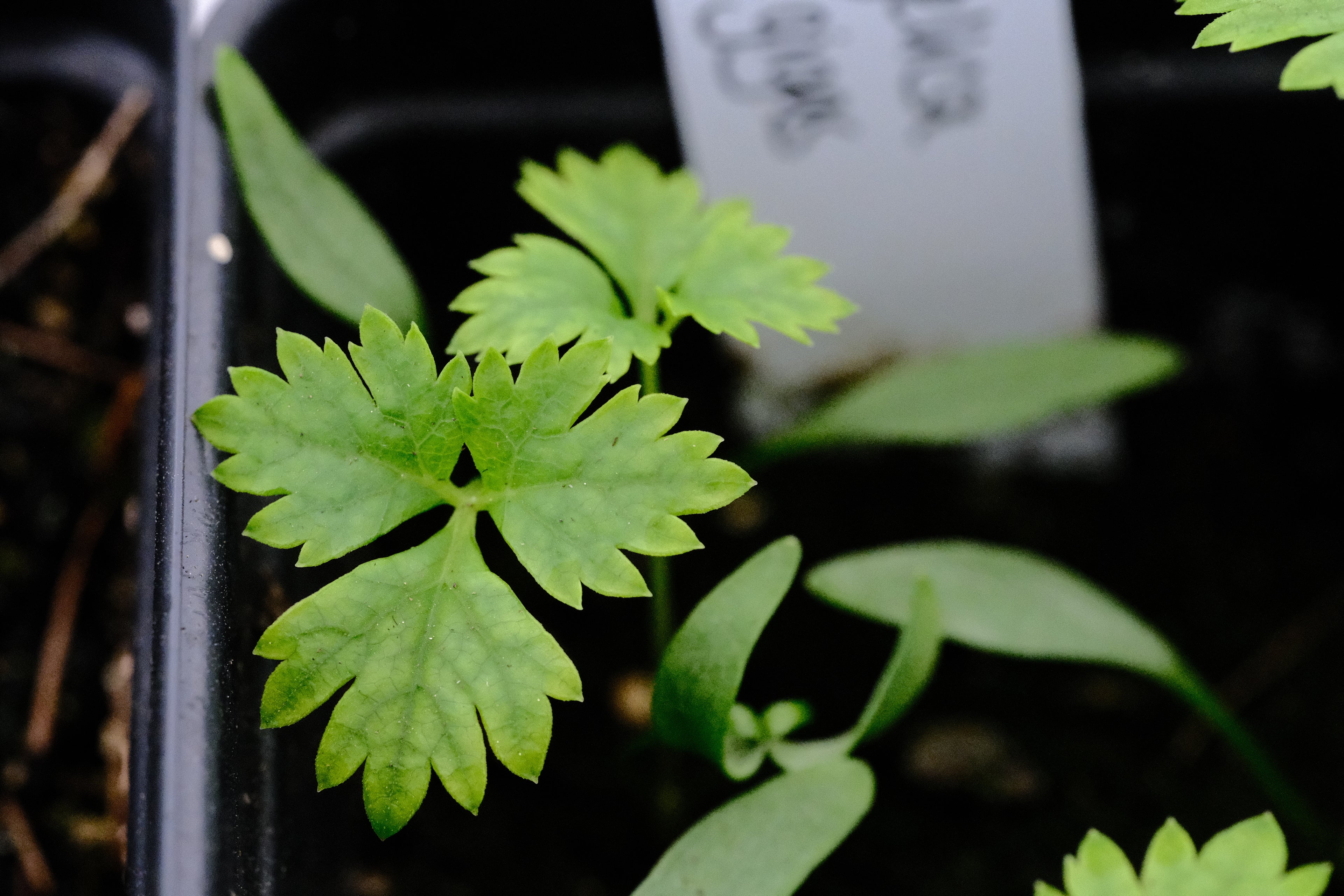 Angelica gigas seedlings at The Old Dairy Nursery
