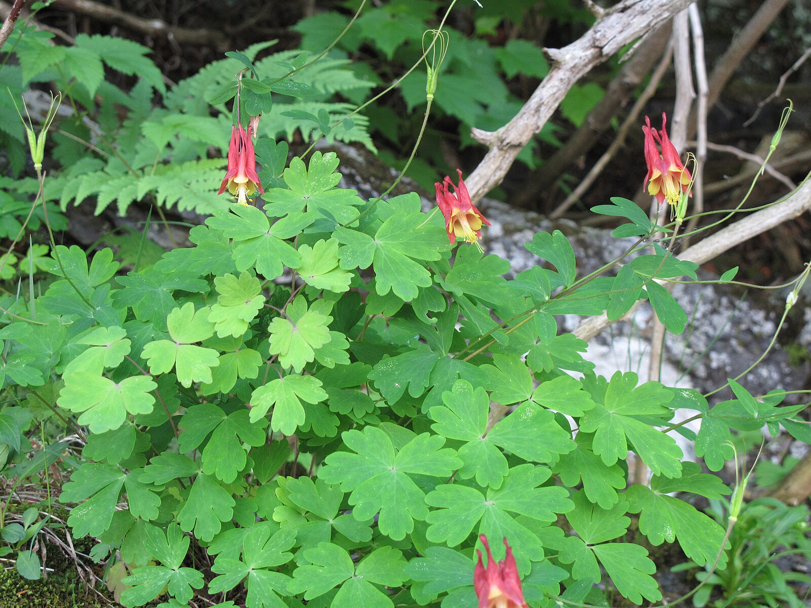 Aquilegia canadensis | Eastern red columbine