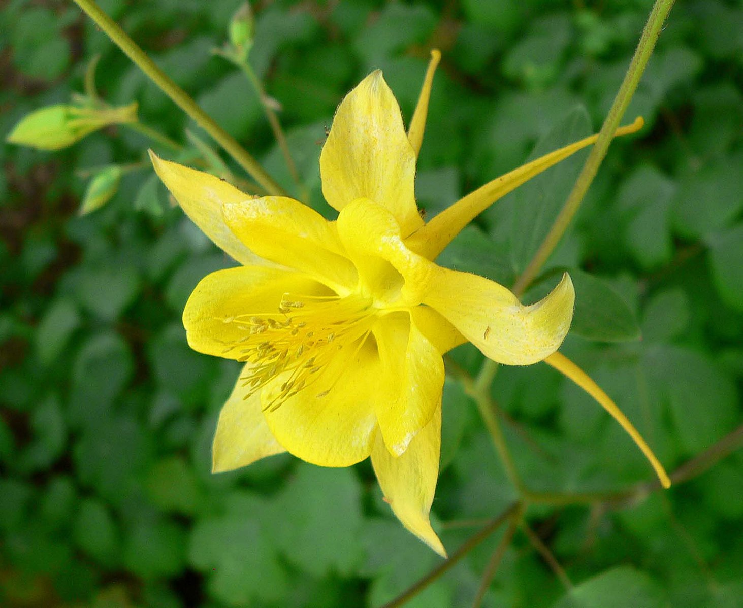 Yellow Aquilegia chrysantha &