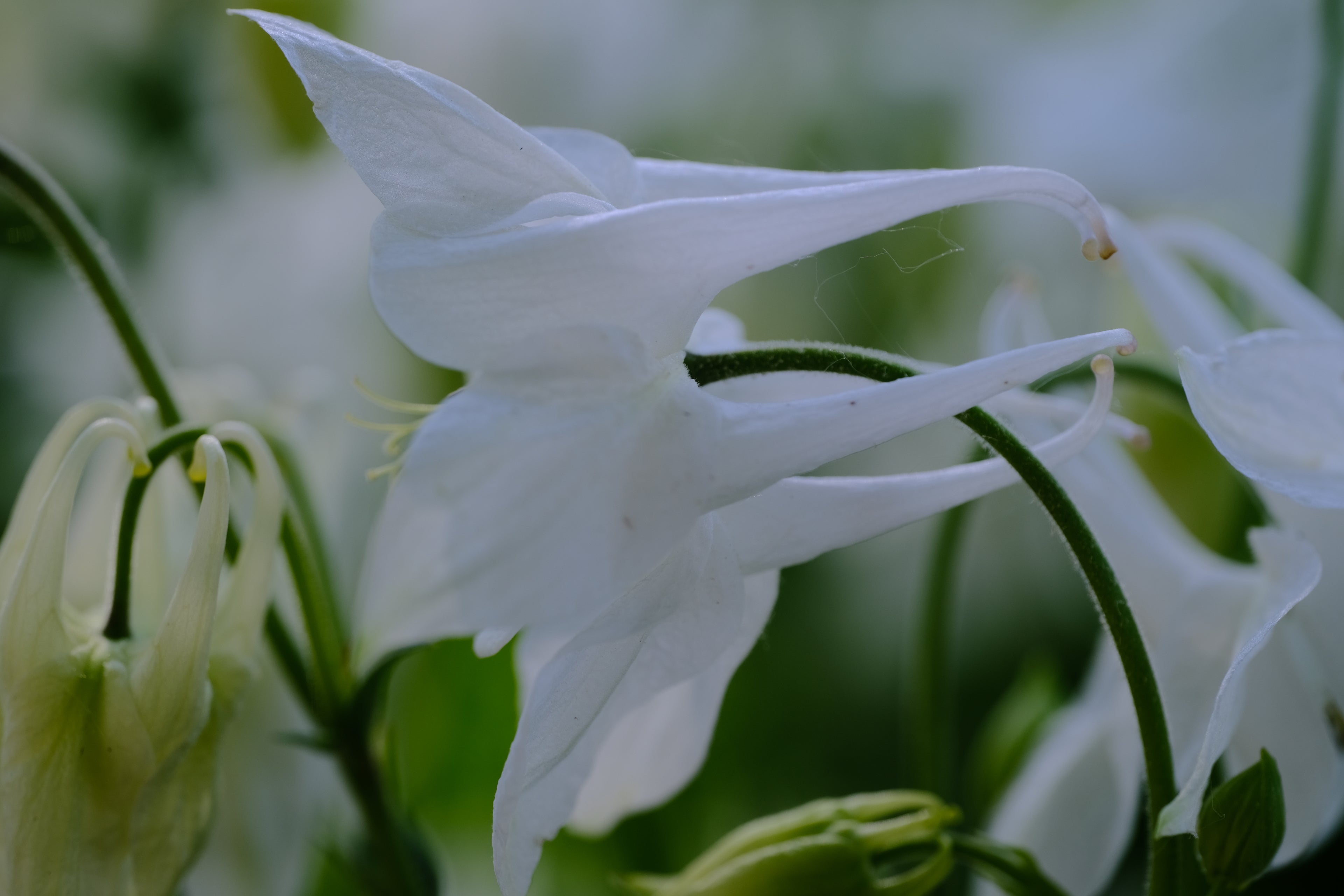 Aquilegia vulgaris &