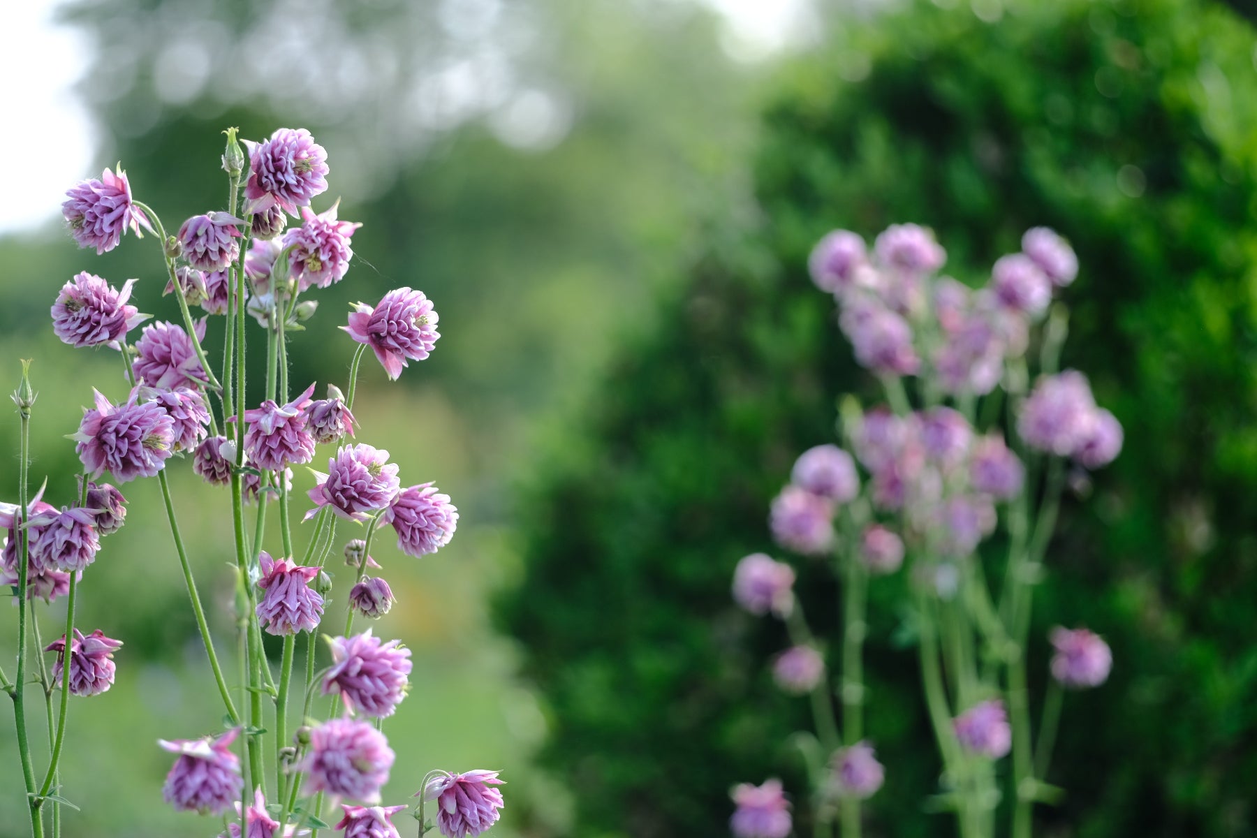 Aquilegia vulgaris var. stellata plena 'Nora Barlow' | columbine pink flowers