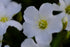 Arenaria montana | mountain sandwort flower at The Old Dairy Nursery