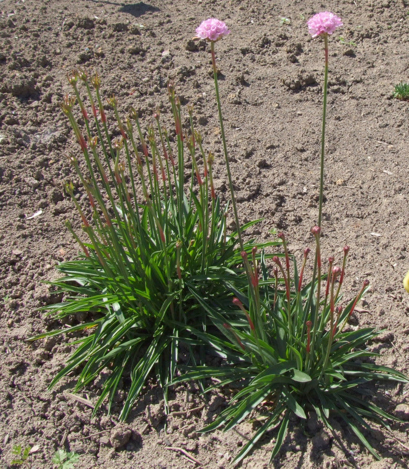 Armeria alliacea (sea thrift) blooming in natural habitat