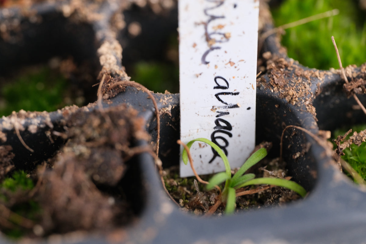 armeria seedling