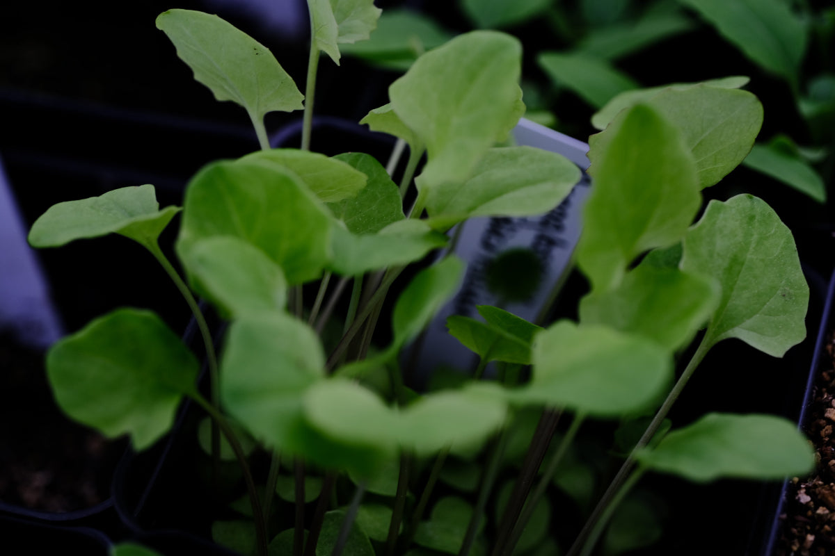 Arnoglossum atriplicifolium (pale Indian plantain) seedling