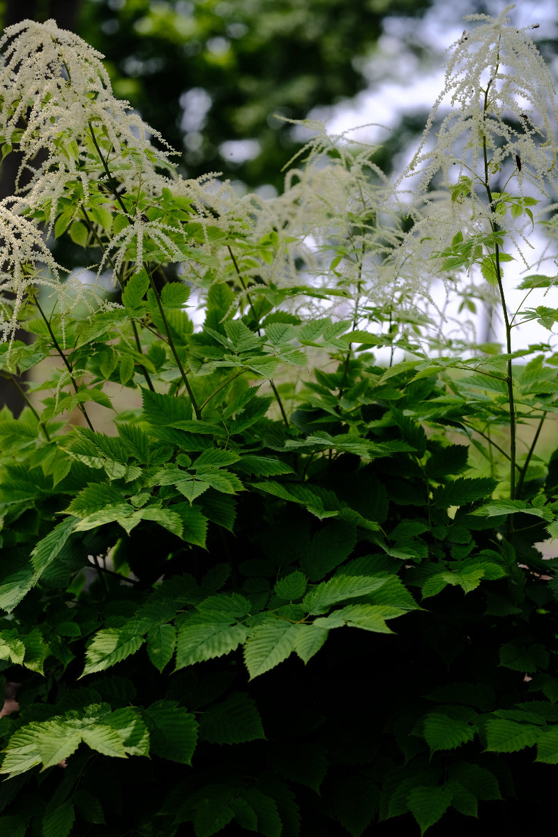 Aruncus dioicus | goat&