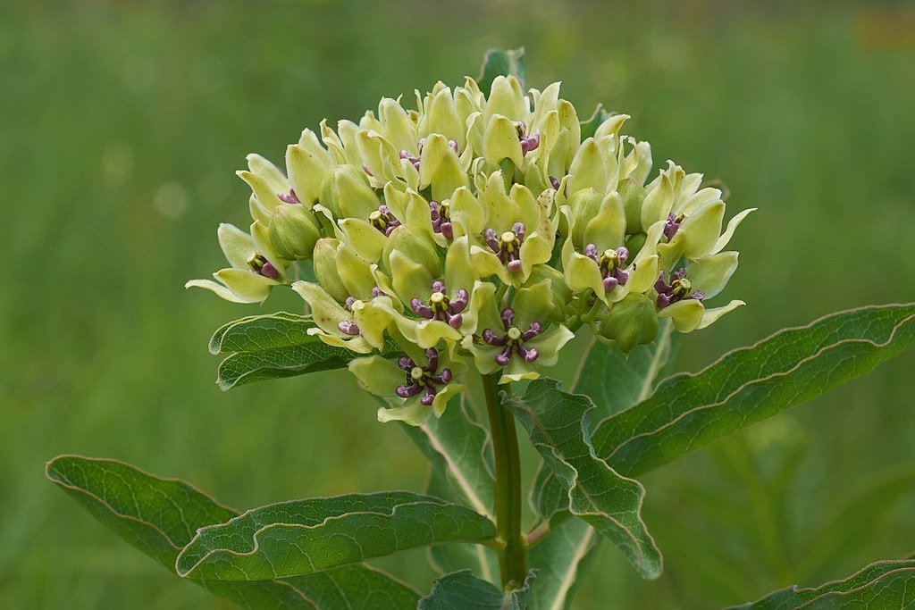 Asclepias viridis (green milkweed)