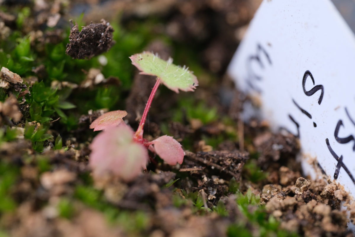 astilbe seedling