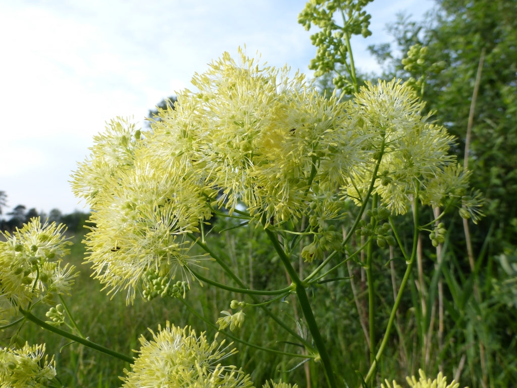 Thalictrum lucidum (shining meadow rue) fluffy flowers