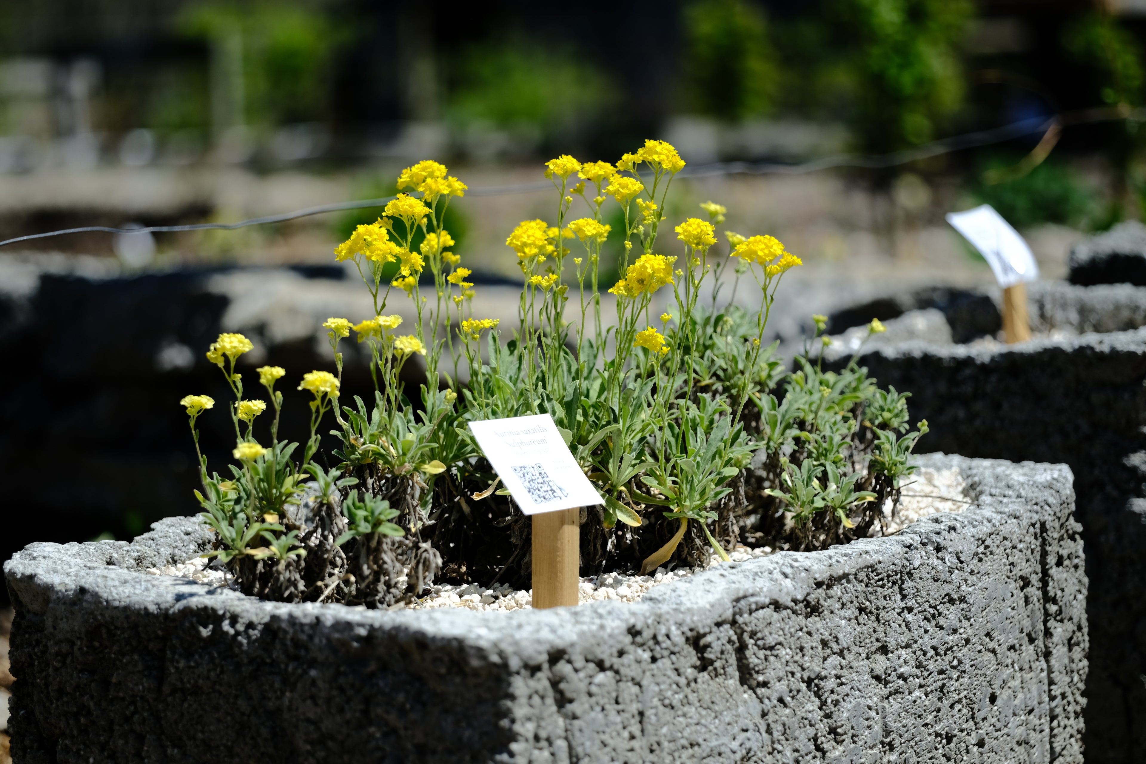 Aurinia saxatilis 'Sulphureum' in trough at The Old Dairy Nursery
