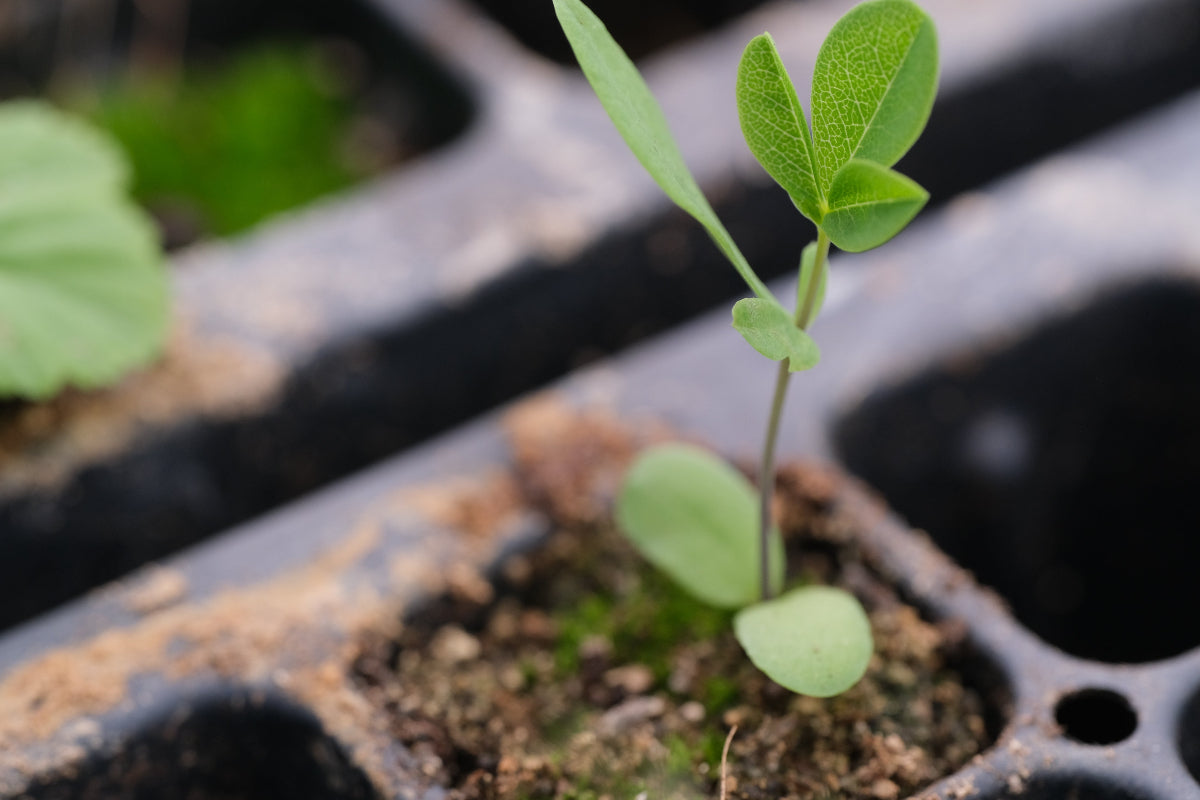 Baptisia seedling