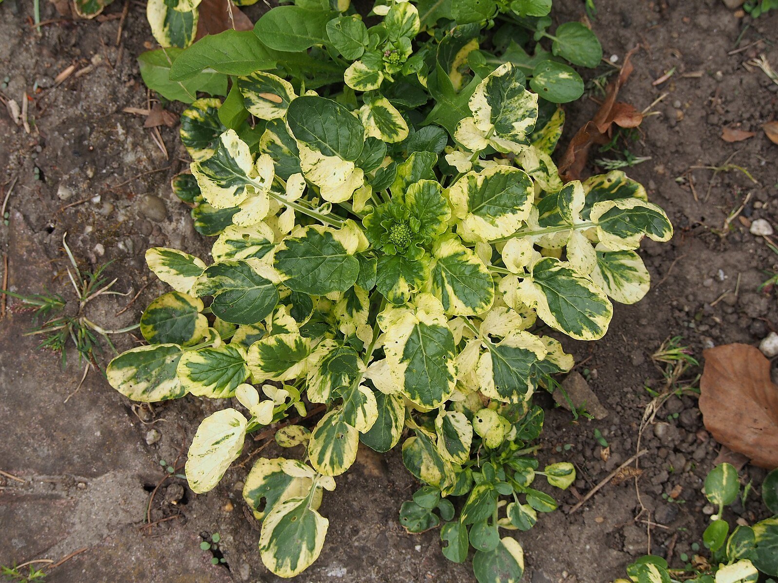 Barbarea vulgaris &