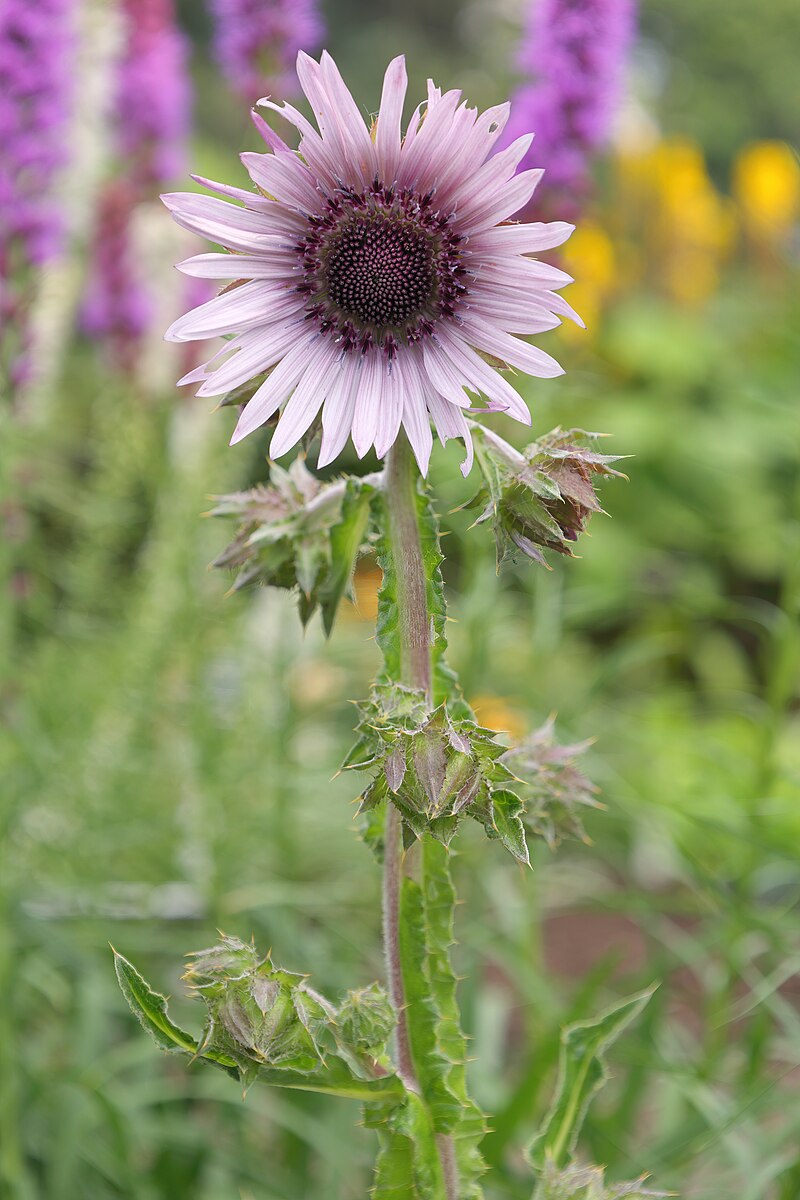 Berheya purpurea &