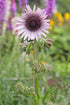 Berheya purpurea &