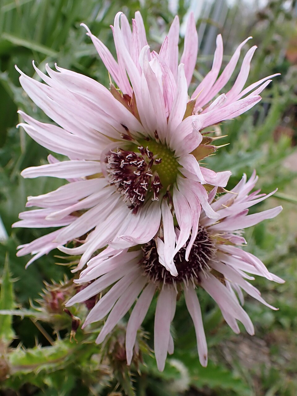 Berkheya purpurea | South African Thistle