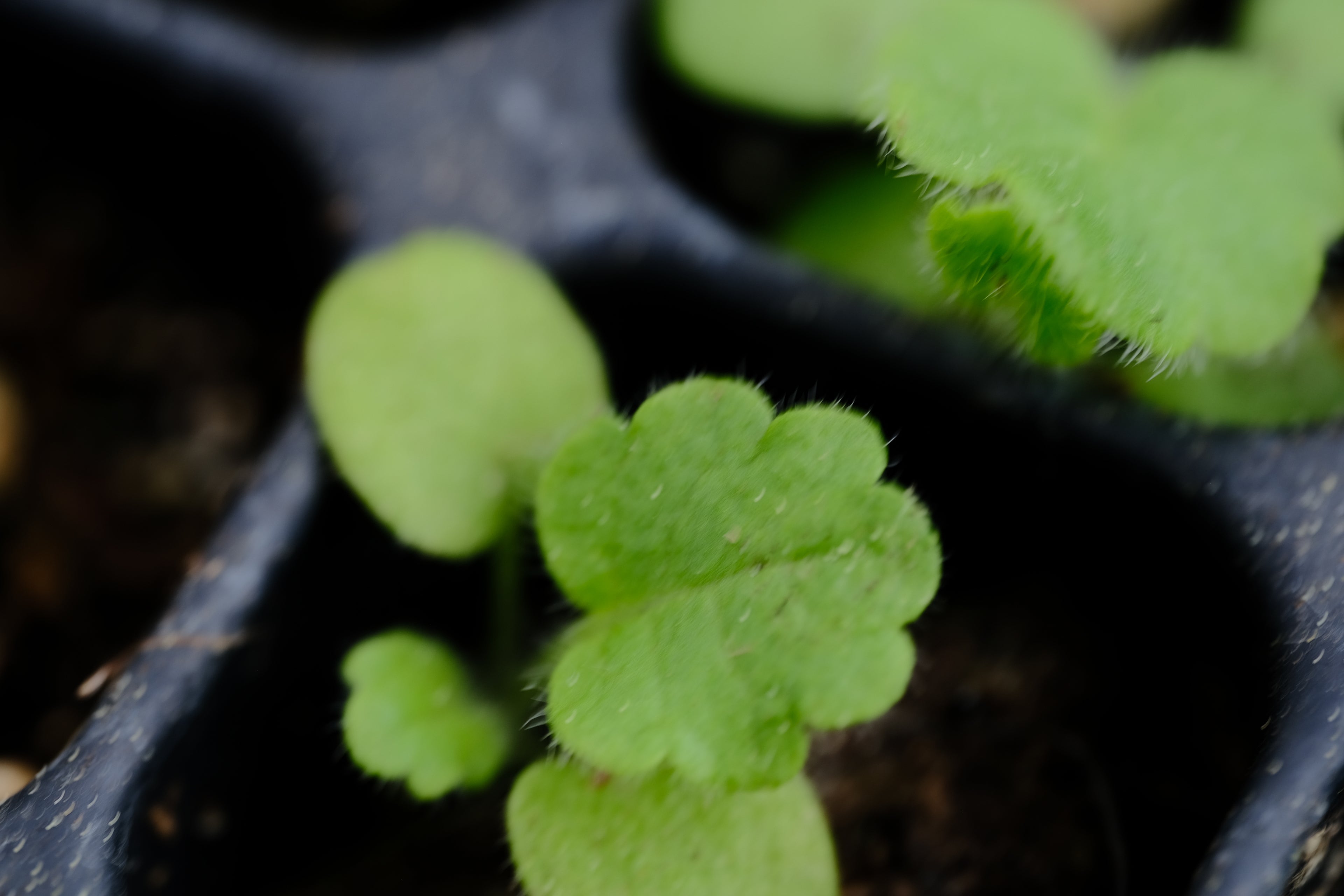 Betonica officinalis seedling at The Old Dairy Nursery