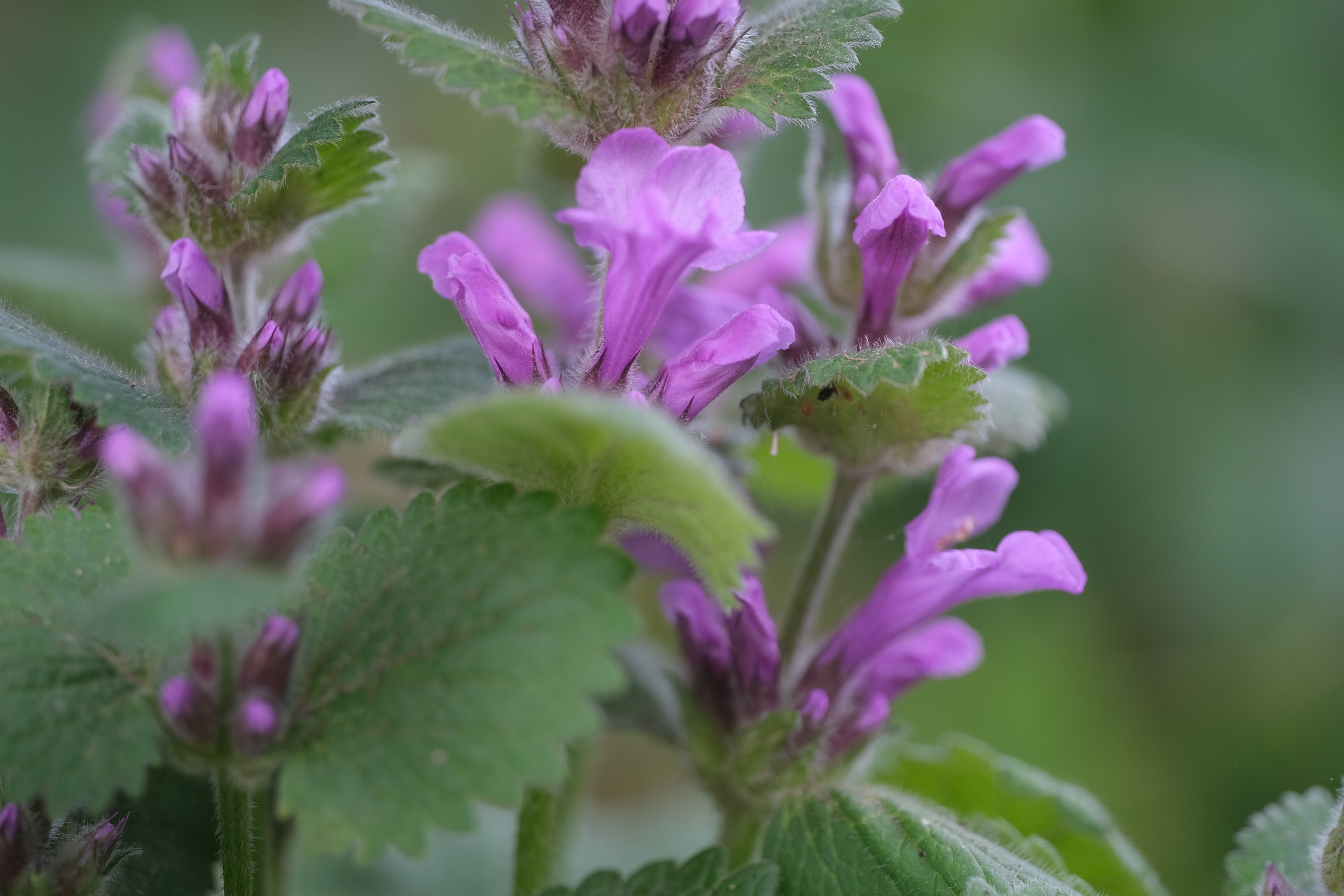 Close-up of purple Betonica macrana &
