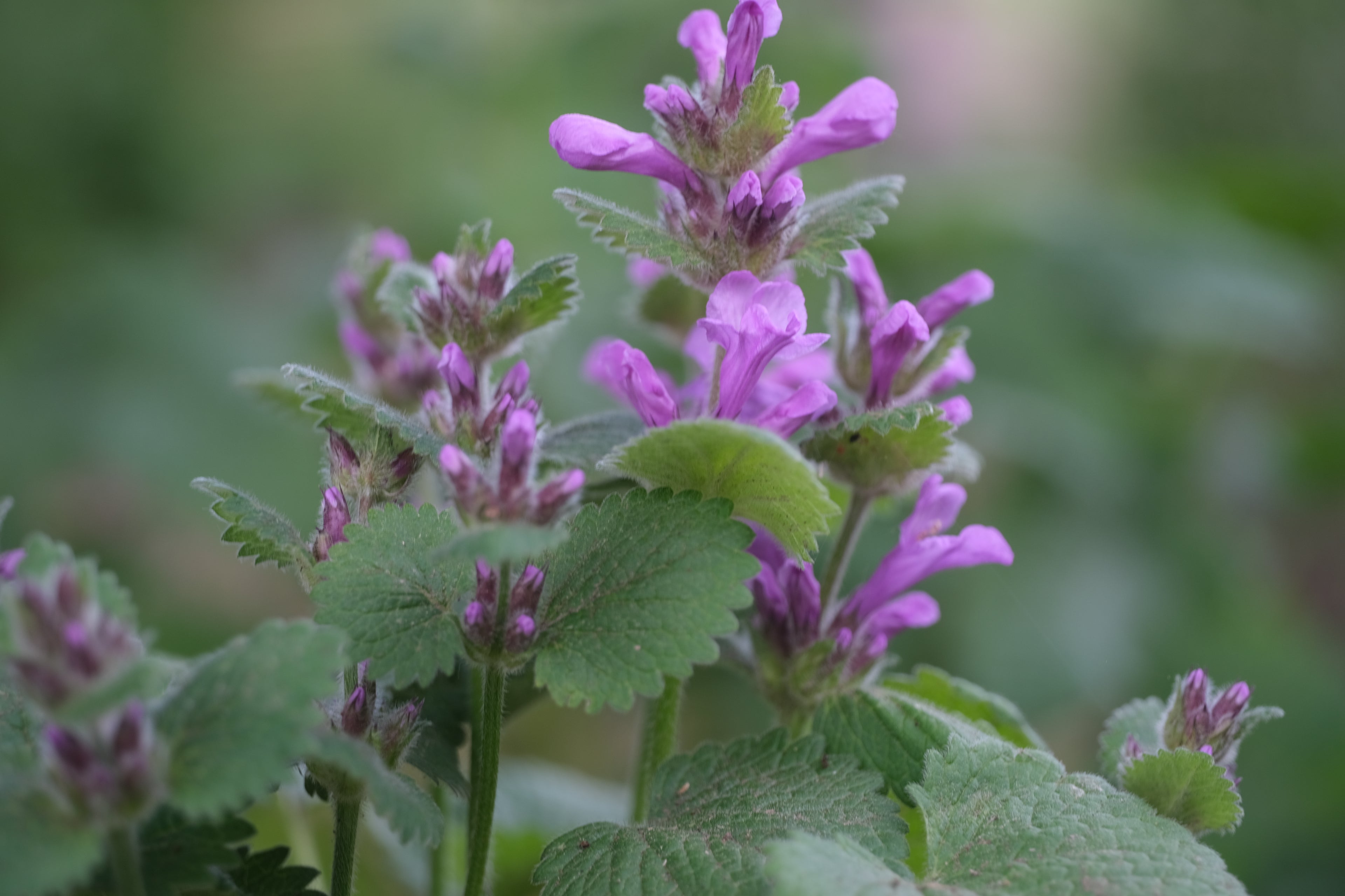 Purple Betonica macrana &