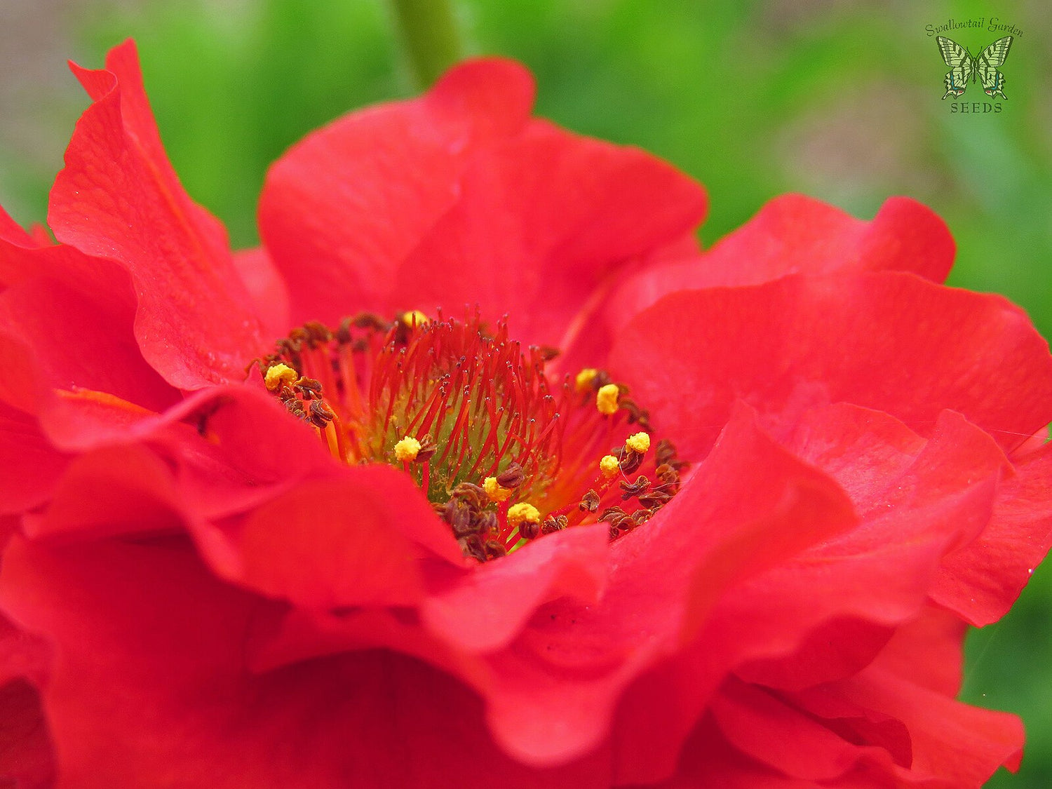Close-up of a bright red Geum chiloense &