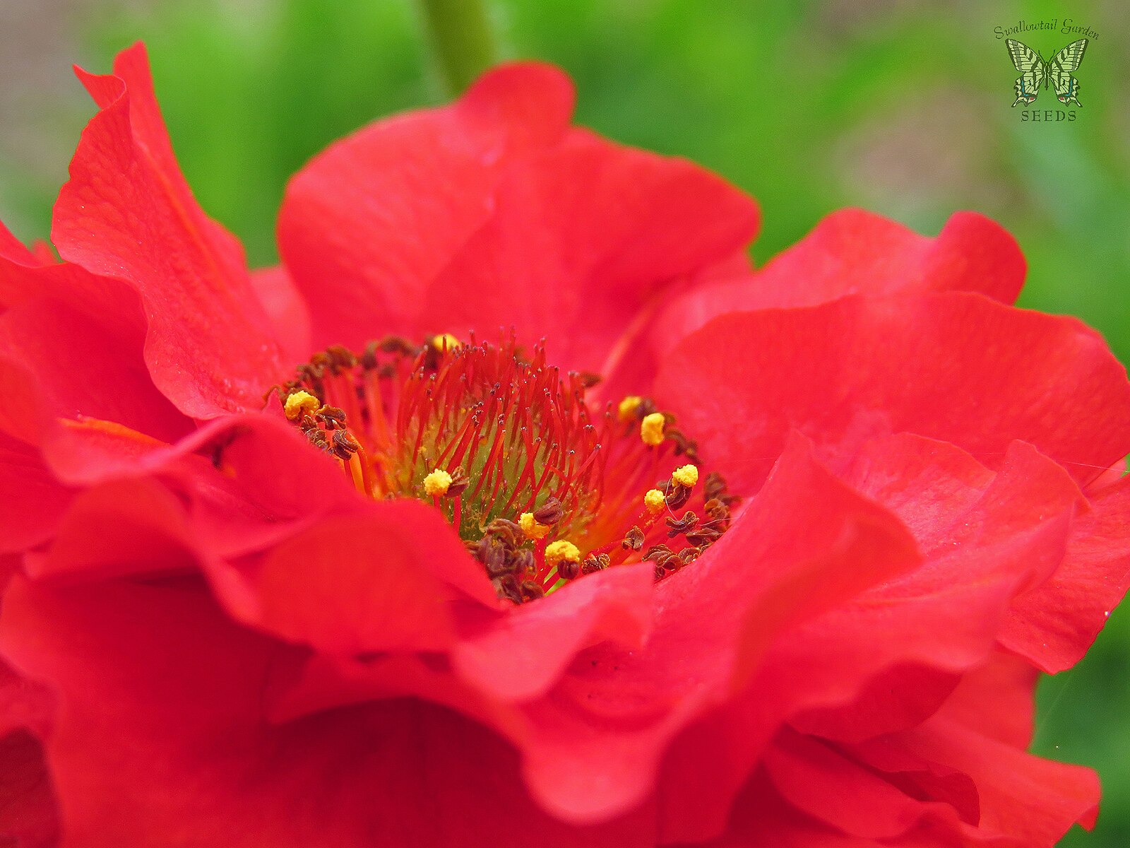 Close-up of a bright red Geum chiloense &