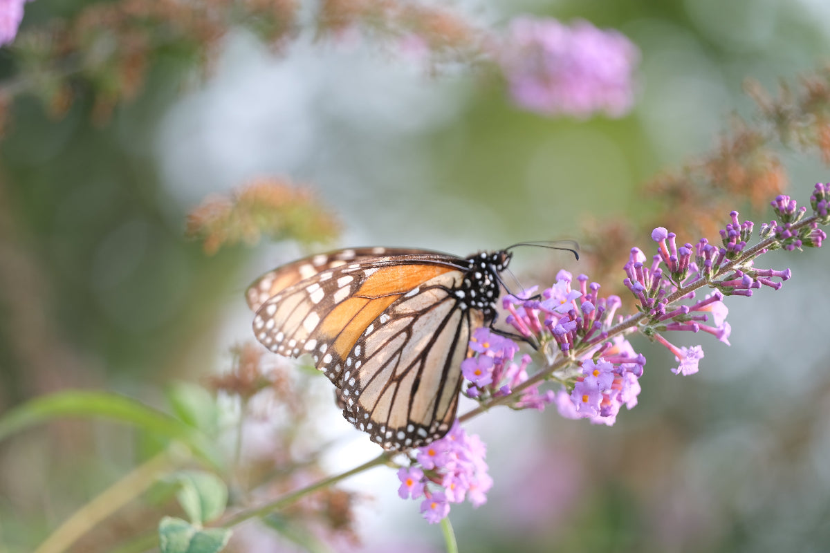 Monarch butterfly at The Old Dairy Nursery